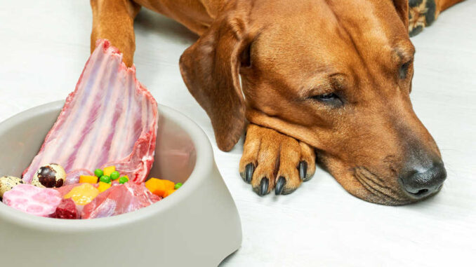 Dog not eating, laying down next to a food bowl with meat