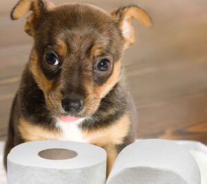 Orange Diarrhea in Dogs: 2 Vets Explain What to Do