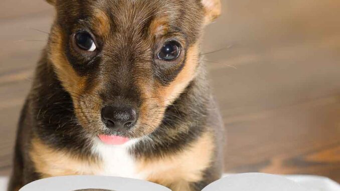 dog not pooping, standing next to toilet paper