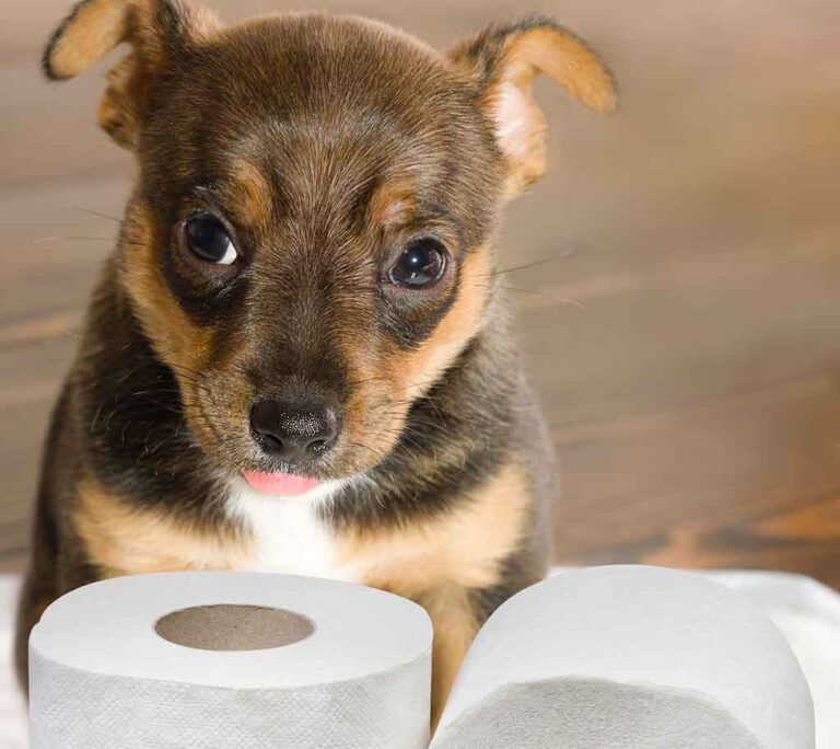Dogs Not Pooping for 3 Days Need Veterinary Care
