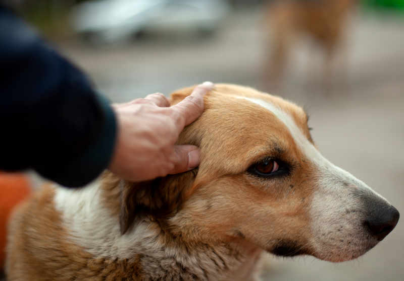 why do dogs have pointed heads