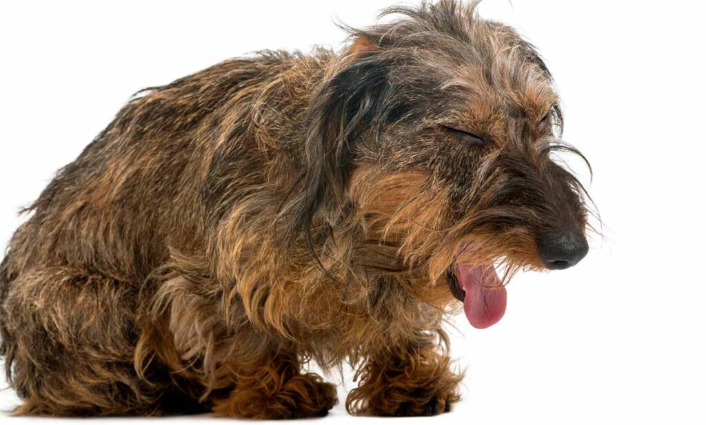 what causes a dog to wheeze