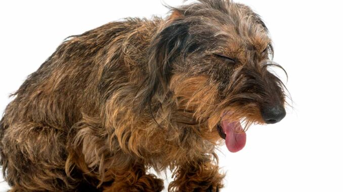 Home remedies on sale for kennel cough