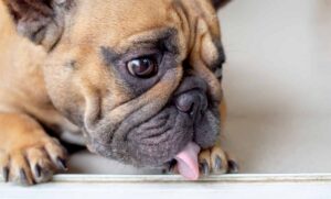 Why is my old dog licking the carpet, furniture, and everything else?