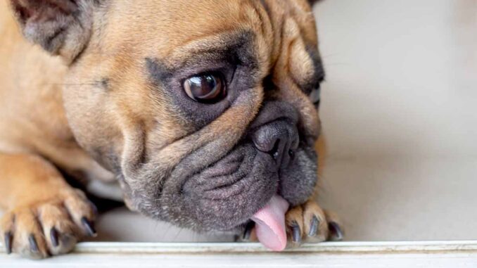 dog licking furniture