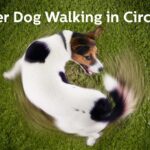 Old Dog Walking in Circles? Our Vet Explains What To Do