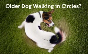 Old Dog Walking in Circles? Our Vet Explains What To Do