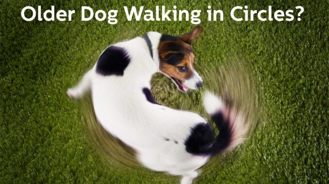 jack russell dog walking in circles