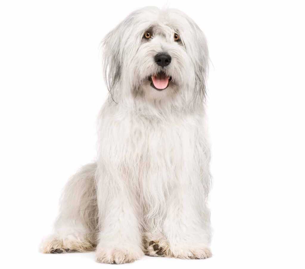 old english sheepdog standing tall