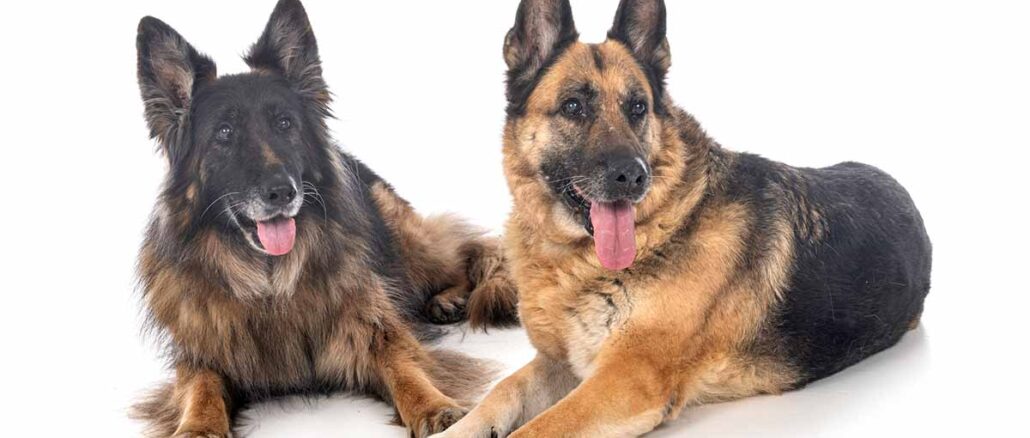 two old german shepherds