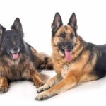 Most Prevalent Health Issues with German Shepherds & Vet Recommendations