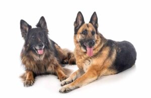 Most Prevalent Health Issues with German Shepherds & Vet Recommendations