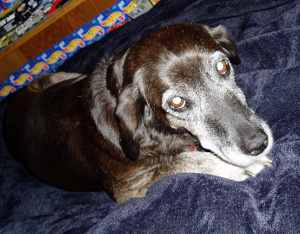 Senior dog lying on blanket