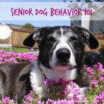 Senior Dog Behavior 101: Dr. DeKlerk Explains