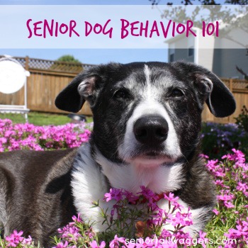 Old mixed breed dog relaxing in flower bed