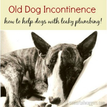 what causes male dog incontinence