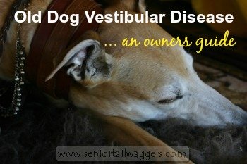 vestibular therapy for dogs
