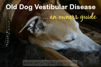 can vestibular disease in dogs be cured