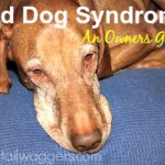 Old Dog Syndrome / Dementia: 7 Things to Know & Tips to Help Your Dog