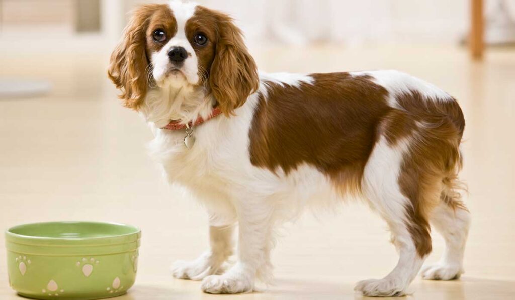 dog standing in front of a bowl of food and not eating