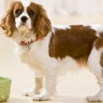 dog standing in front of a bowl of food and not eating