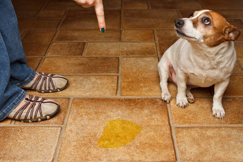 Why Is My Older Dog Peeing In The House?