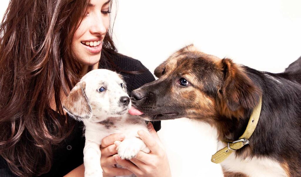 dog welcoming puppy