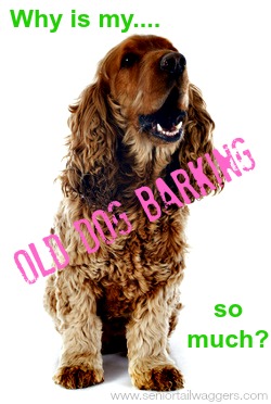 Older Dog Barking - What Causes It 