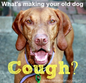 Senior Dog Coughing? 2 Vets Share How to Help Your Old Dog
