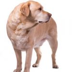 All About Weight Gain In Older Dogs