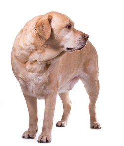 can dogs gain weight from stress