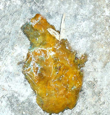 orange diarrhea of a dog on a stone floor