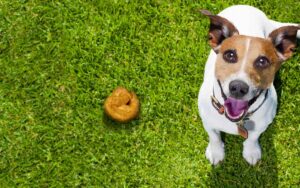Orange Dog Poop: Our Vet Explains What to Do [With Images]