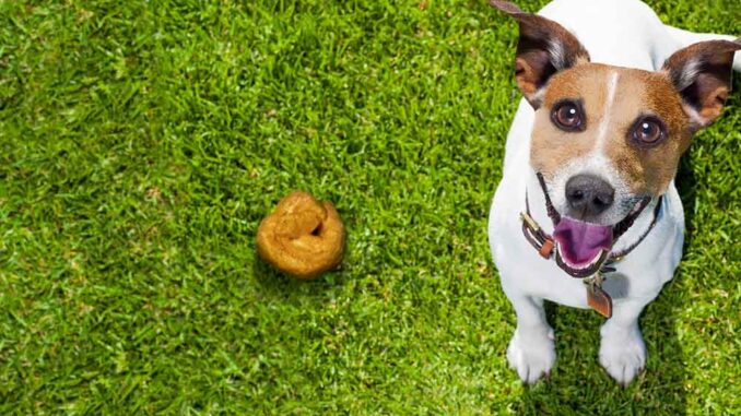 Orange Dog Poop: A Vet Explains What to Do [With Images]
