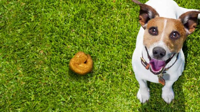 how long after feeding do dogs poop