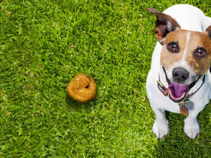 Green Dog Poop A Vet Shares When to Worry [with Pictures]