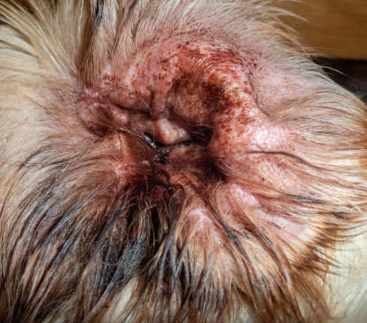 Dog with infected ear mite infection