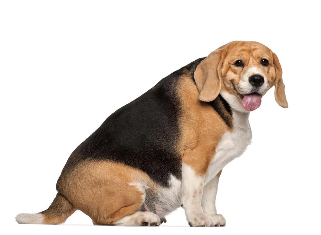 fat dog