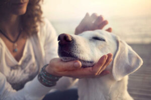 Dog Vomited Yellow or White – Before Dying. What Happened?