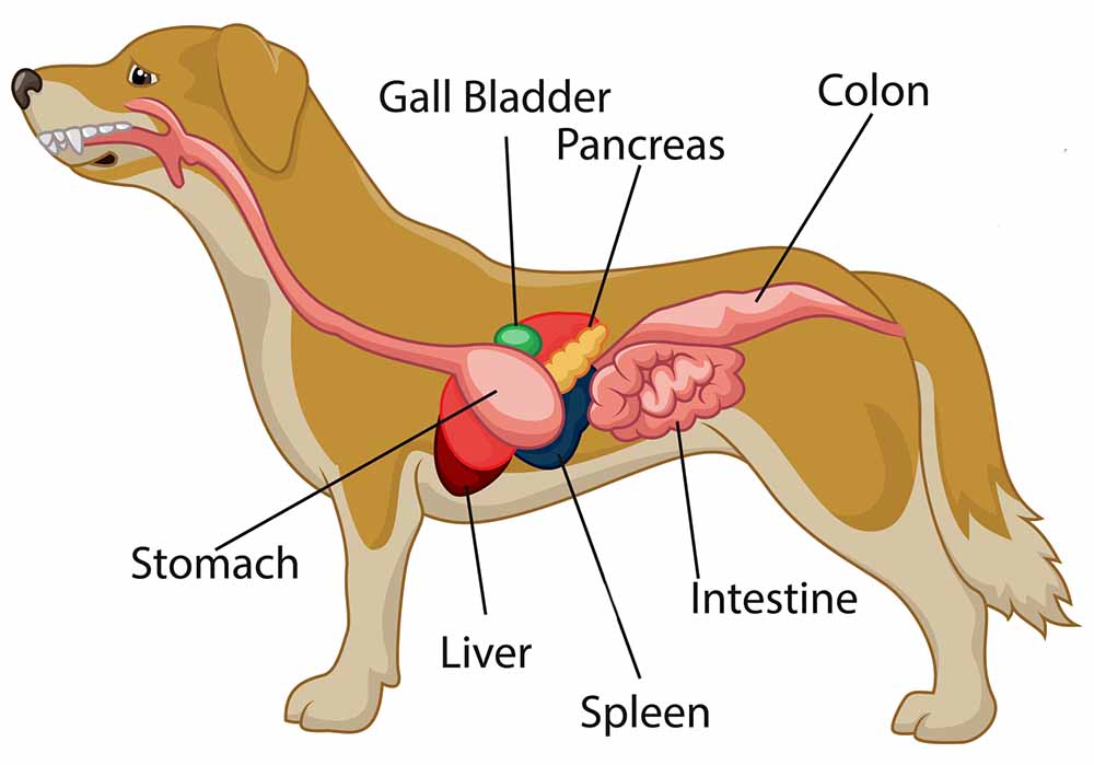 drawing showing pancreas location in a dog
