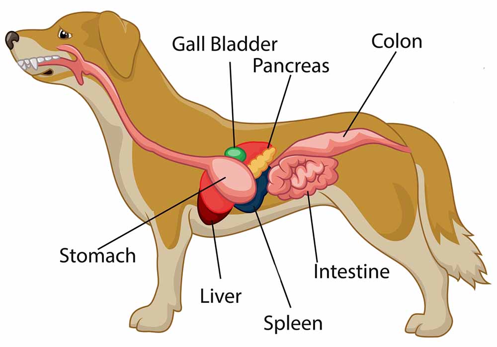 what are signs of pancreatitis in a dog