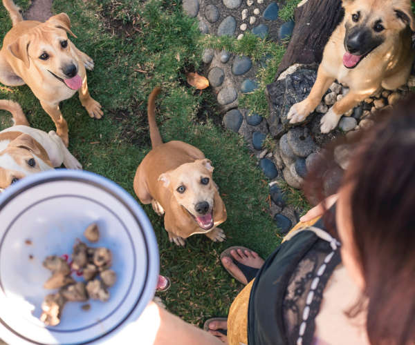 3 dogs panting after a good meal