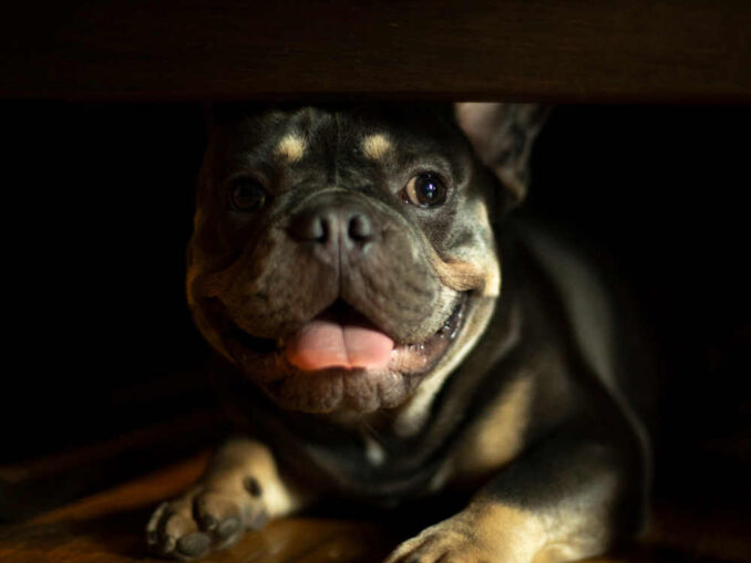 Senior Dog Panting A LOT Our Vet Shares How to Help