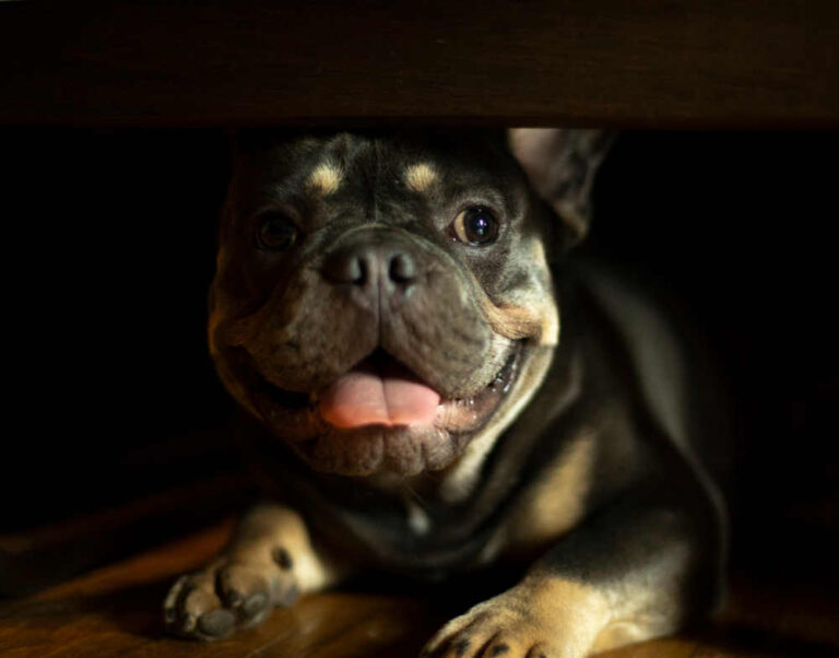 Dog Panting at Night? Our Veterinarian Explains What To Do