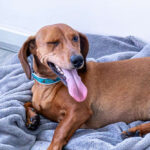 Dachshund panting in his bed when waking up