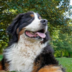 Bernese Mountain Dog lying on the green grass in a dog park, panting