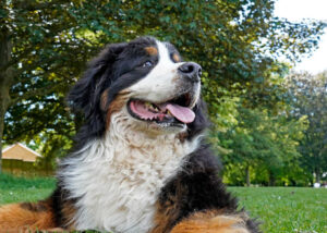Dog Pants and Has Diarrhea: Dr. Bonk Shares How to Help