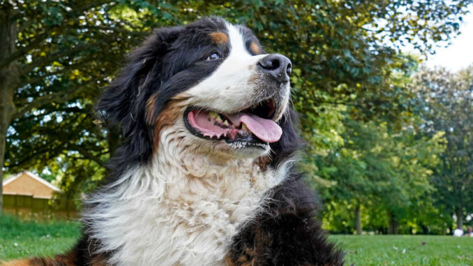 Bernese Mountain Dog lying on the green grass in a dog park, panting