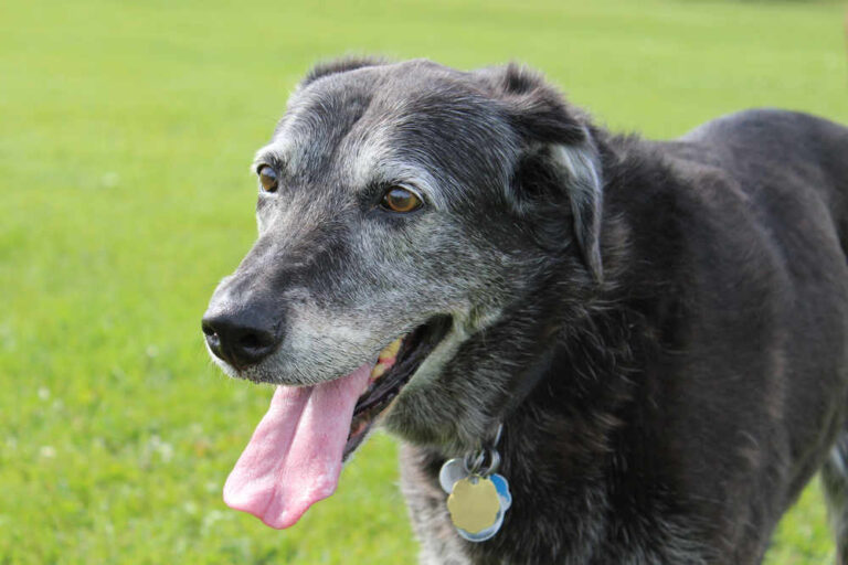 Senior Dog Panting A LOT: Our Vet Shares How to Help