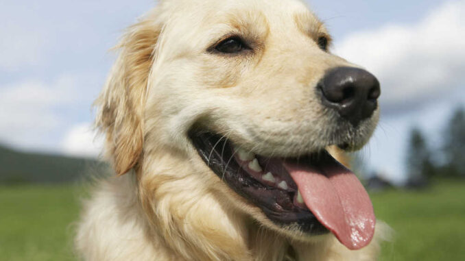 Golden Retriever panting outdoors